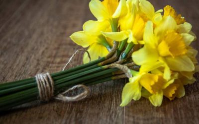 Cancer Society – Daffodil Day